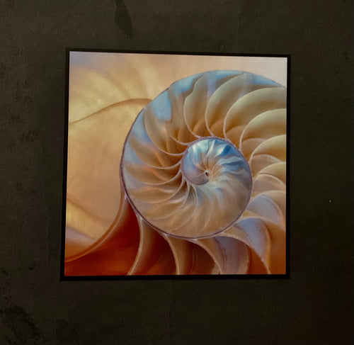 Illustrated Light Slate Pic-SPC18