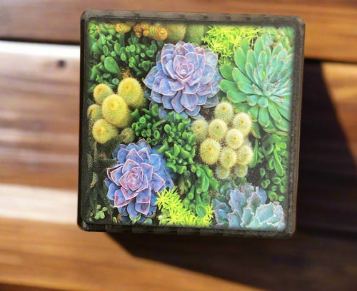 illustrated light art block-succelents 