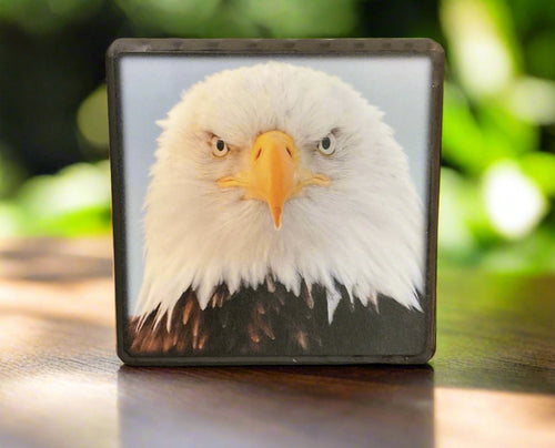 Illustrated Light Block Art- Eagle 