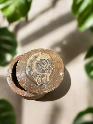 Hand polished ammonite fossil jar with lid 