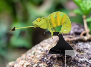 Fridolin 3-D Paper Model-Colorful Chameleon Media 1 of 1
