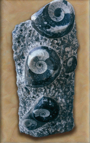 high polished genuine ammonite fossil