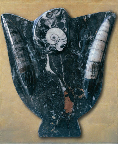 high polished genuine orthoceras and ammonite fossil